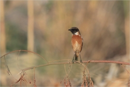 <p>RAMBORNÍČEK ČERNOHLAVÝ (Saxicola torquata) Řecko - Kréta –--- /African stonechat – Schwarzkehlchen/</p>